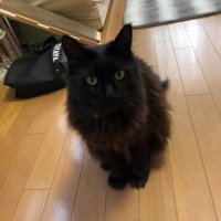きい@取引垢 初回様はプロカ必読 (@kii_torihiki) Twitter profile photo