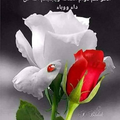 saadToba12's profile picture. 