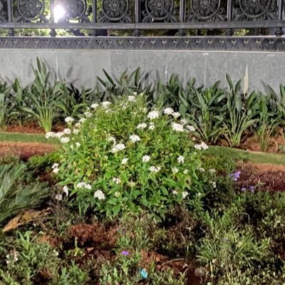 kavyac95911's profile picture. Naturopath ,follow nature☘️🌿