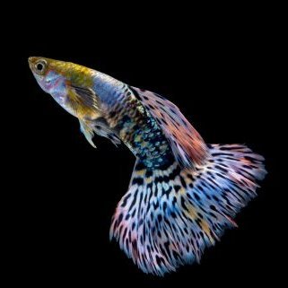 目標 グッピーブリーダー 今はこの2種類飼ってます 成長報告など ツイートして行こうと思います グッピー 目標 グッピーブリーダー 今はこの2種類飼ってます 成長報告など ツイートして行こうと思います グッピー