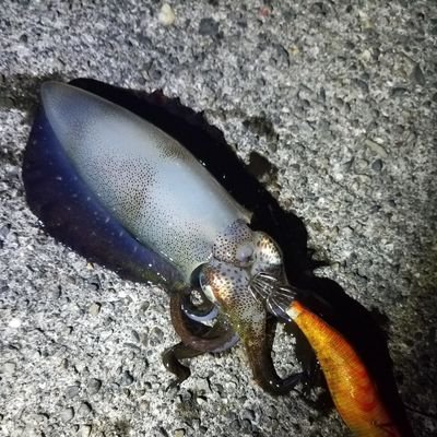 整備士をしてましたが現在は農園を(主にみかん)経営しながら株式投資を楽しんでます。 もう一つの趣味は釣りエギングでのアオリイカ 猫が1匹います。人生満喫中 フォローメッセージ気軽にください