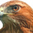 closinghawk's profile image