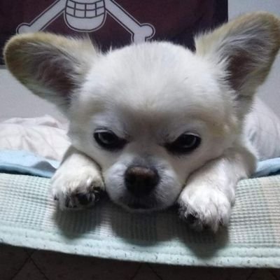 hhVpKjFtHC1mm9A's profile picture. 舌ったらずな恥ずかしがりやです、たくさん絡んでくださいませ