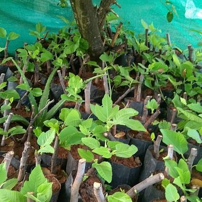 Sathyar10217949's profile picture. cool