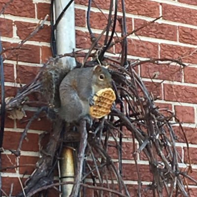 waffle_bc's profile picture. Squirrel Waffle