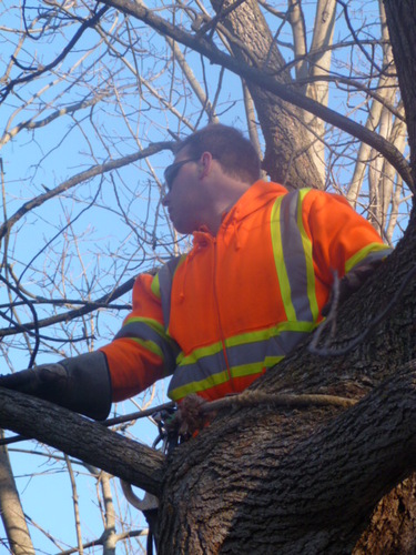 Fully licensed and insured utility arborist specializing in danger tree removal. Ten years in the business.