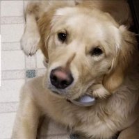 Cynthia_Lu Hodgson (@cynthiana_lu) 's Twitter Profile