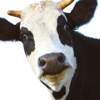 CantAveyLot (@cantaveylot) 's Twitter Profile