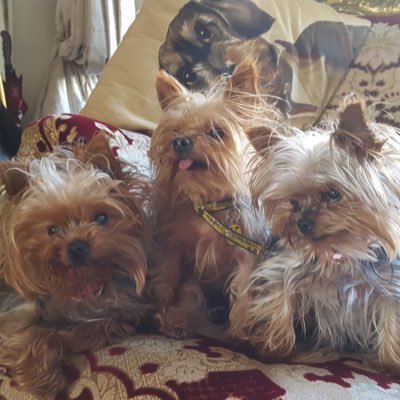 Rescue Yorkies living in luxury! How lucky were we to be adopted here!