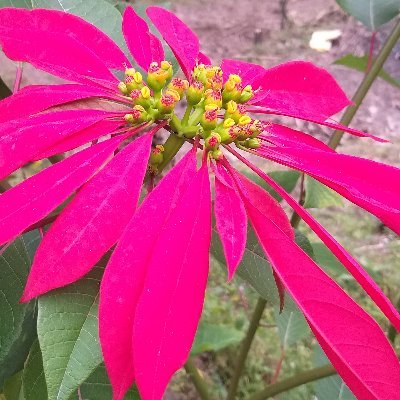 bhavini_mamtora's profile picture. 