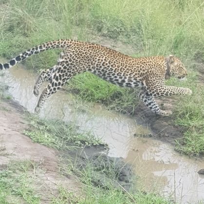 am a professional tour guide in Uganda east Africa.
