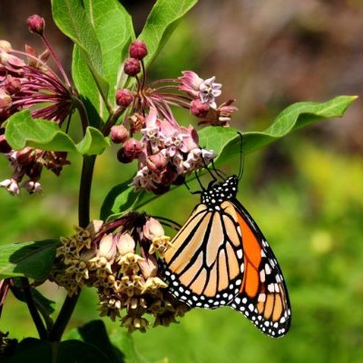 bhumitala's profile picture. DisasterHumanrightsEcology