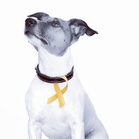 Yellow Dog UK (@yellowdoguk) 's Twitter Profile