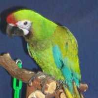 Covectors (@covectors) 's Twitter Profile