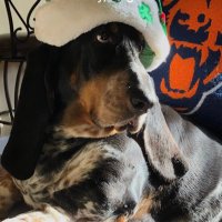 Bubba the 80 pound hound(@80_bubba) 's Twitter Profile Photo