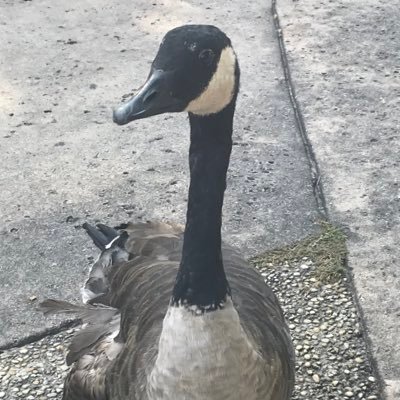 KeeganH73841436's profile picture. Goose