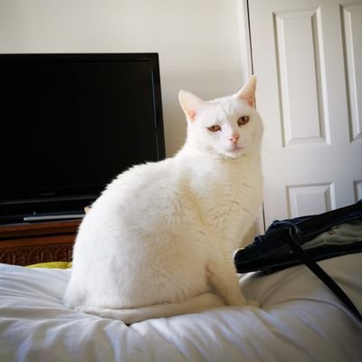 fsymons11's profile picture. 