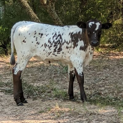 Longhorn breeder, outdoorsy, owned by 2 JRT's, sucker for pretty pictures, love a good laugh
