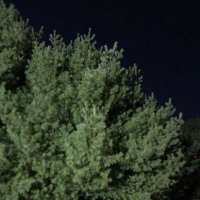 T. R. Darling (@quietpinetrees) 's Twitter Profile