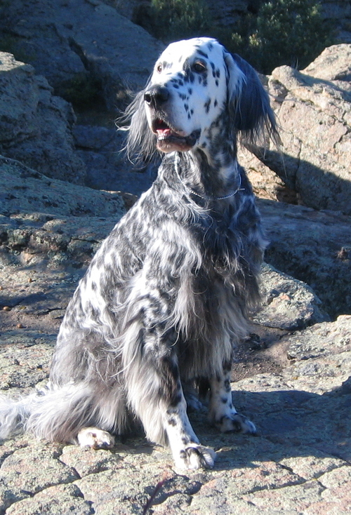 dartflyfish's profile picture. I love the outdoors, motorcycles, backpacking and art.  I love my family and Jesus Christ.