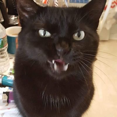 PSchlear's profile picture. 