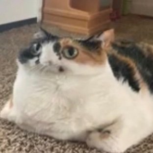 I ams a potato, a potato that would like to forfeit my free trail of life (Cat pfp is not mine, it’s just a funny pic) I also hab a yt channel but idc -w- ✌🏽