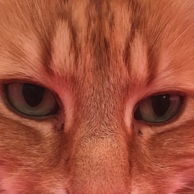 FelineGourmet Profile Picture