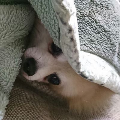 fugayamato0119's profile picture. れいわオーナーズ🐾❣️
動物大好き💕
介護職🔰
趣味  ダンス、エンサイン❤

宜しくお願いします😊     #nSSign