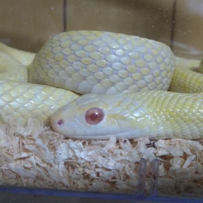 koge_pet's profile picture. 生き物垢改め蛇垢です🐍
ボールパイソン6匹飼育しています！
コーンスネーク飼い始めました！
ラット繁殖中🐭