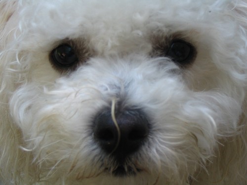 Rescued Bichon Frise, huge Patriots fan, loves to travel, connisseur of fine linens, President/Love Bug Nation (my Mom+Dad say that)!