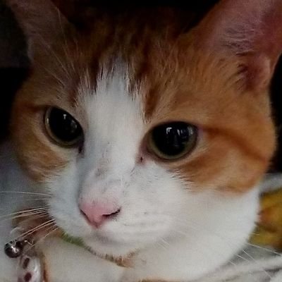 ゲーム、漫画、アニメ
好きなものを好きなだけ遊ぶ
