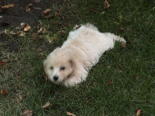 Rulesnoopy's profile picture. 