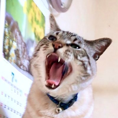 不眠のりゅけこ💤さんのプロフィール画像