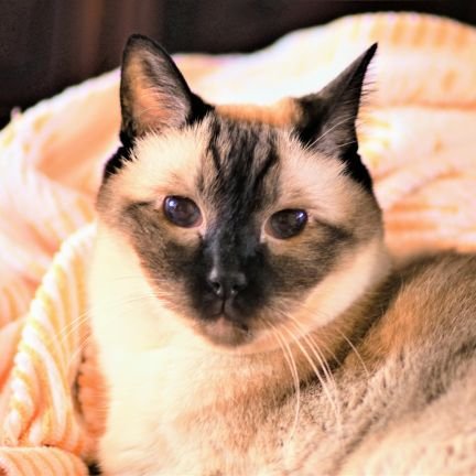 Dorasyamu's profile picture. 投資家垢。2023年6月末のそーせいショックで退場しましたが、某NTR株のおかげで復活できました。