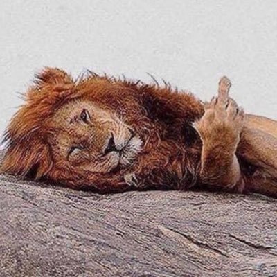 ozzydarling's profile picture. Did a thing & now I don’t. STH Lower Gwladys St / BM Lower South. Everything will be okay in the end, if it’s not okay it’s not the end.