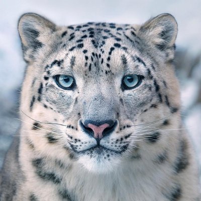 Aime le sport,la nature,la mer! Ayant beaucoup voyagé + frotté ma cervelle contre celle de milliers de gens! Préservons la paix, les guerres sont dévastatrices!