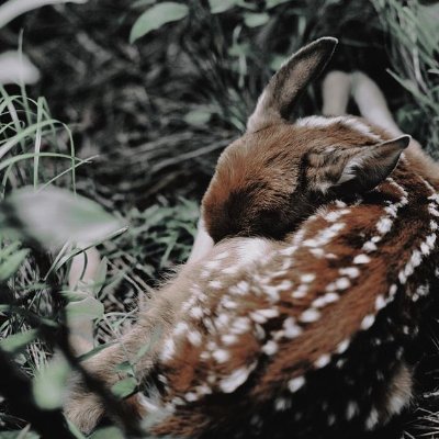 ┉━━✖ ❙❘ 𝐓𝐖𝐈𝐋𝐈𝐆𝐇𝐓 𝐍𝐄𝐖 𝐎𝐑𝐈𝐆𝐈𝐍 ✦•⎱⎱⁝ Dms' abiertos ⸙͎۪۫ ⊰ Bienvenidos a la era del 𝑣𝑎𝑚𝑝𝑖𝑟𝑜 y del 𝘩𝑜𝑚𝑏𝑟𝑒 𝑙𝑜𝑏𝑜 #TwSqd
