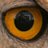 alvaroZron's profile image