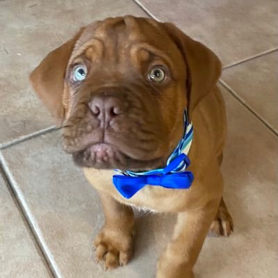 DoubleSPets's profile picture. just a pup living his best life