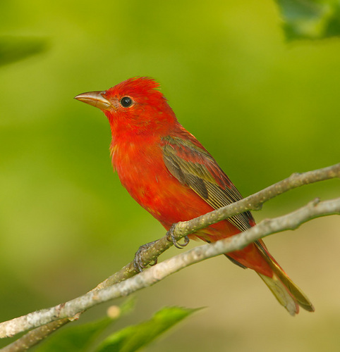 Join me at Point Pelee any day from April 26 to May 15 for the ultimate birding experience! 40th year, see 150+ species per day! ardenbird@bellnet.ca