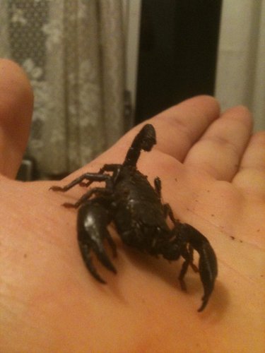 Burv098's profile picture. 