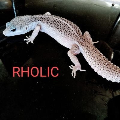 RHOLIC_01's profile picture. 愛知でヒョウモントカゲモドキの繁殖をおこなっています。
2014年から繁殖を始め、主に極細柄品種の遺伝法則の解明に力を入れています（エニグマ・エクリプスは遺伝情報に入っていない条件で）。
繁殖個体や日常の飼育の様子などを紹介していきたいと思います。
屋号はRHOLIC（アールホリック  RはReptilesのRです）。