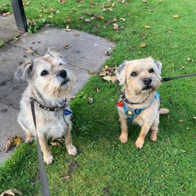 We like barking at the fence and deconstructing plant pots. Both of us are proud to be members of the BTPosse