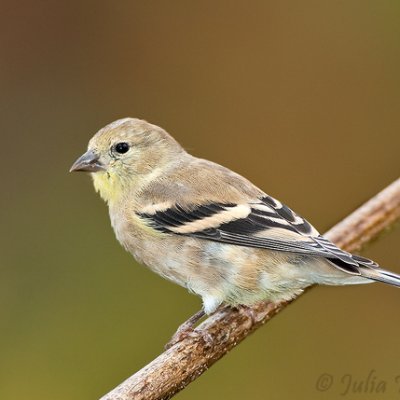 royalcharg's profile picture. Info Nut/Golf Freak