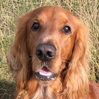 I’m a 6 year old rehomed cocker spaniel. I love cuddles, treats, walks, swimming, and playing with doggy friends and my hooman 🧡 🌈 Oscar, Sammie & Luie 🌈