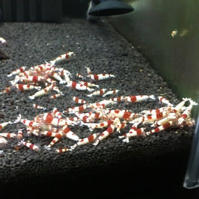 hiro_ShrimpLove's profile picture. 熱帯魚の 飼育 レッドビーシュリンプの 繁殖 主な 趣味 レッドビーシュリンプでの 意見や相談なんでも良いので ダイレクトメッセージ待ってます。