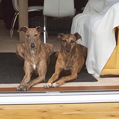 BeedhamVicky's profile picture. 