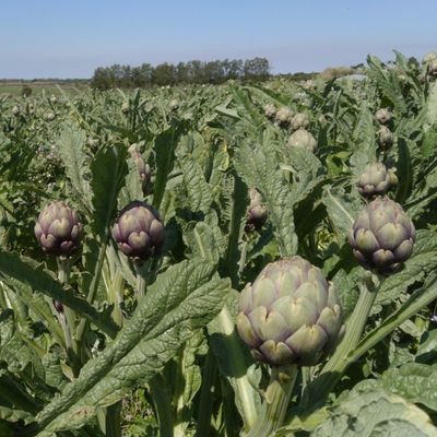 somos una empresa dedicada al cultivo de alcauciles y espárragos desde el año 1930 ☎️094244151