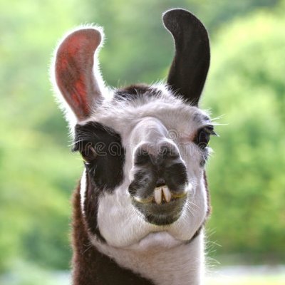 GewitterLlama Profile Picture