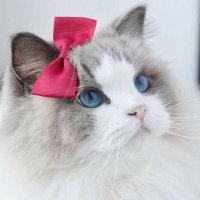 🌈周大萌 (@zdm0202) 's Twitter Profile